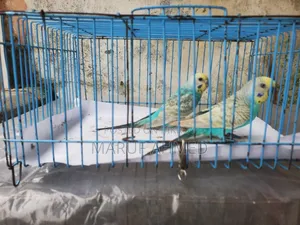 Bajigar Pakhi for Sell