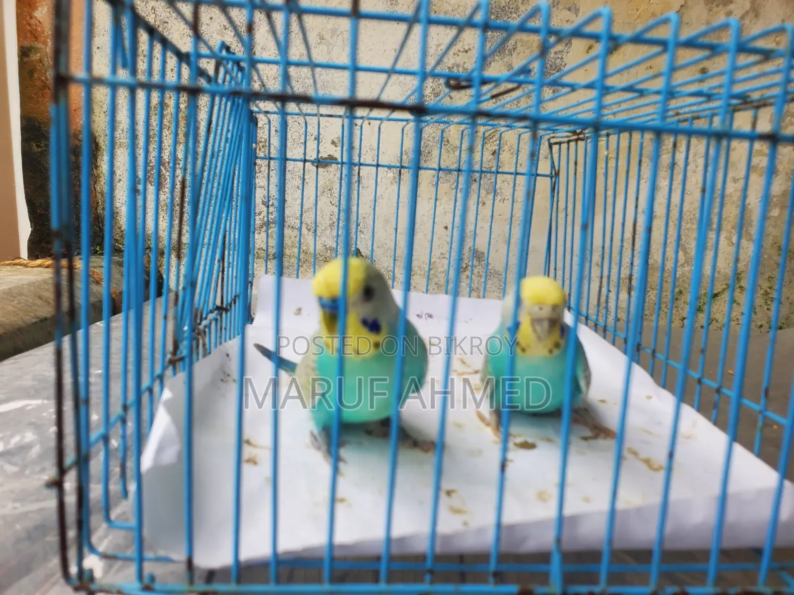 Bajigar Pakhi for Sell
