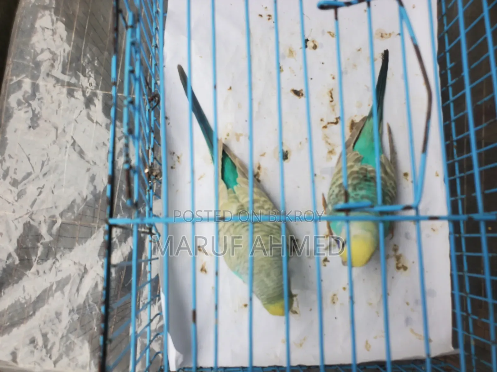 Bajigar Pakhi for Sell