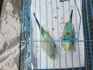 Bajigar Pakhi for Sell