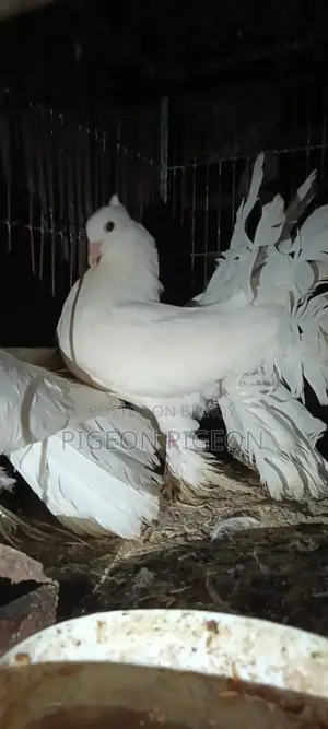 Lokkha Pigeon