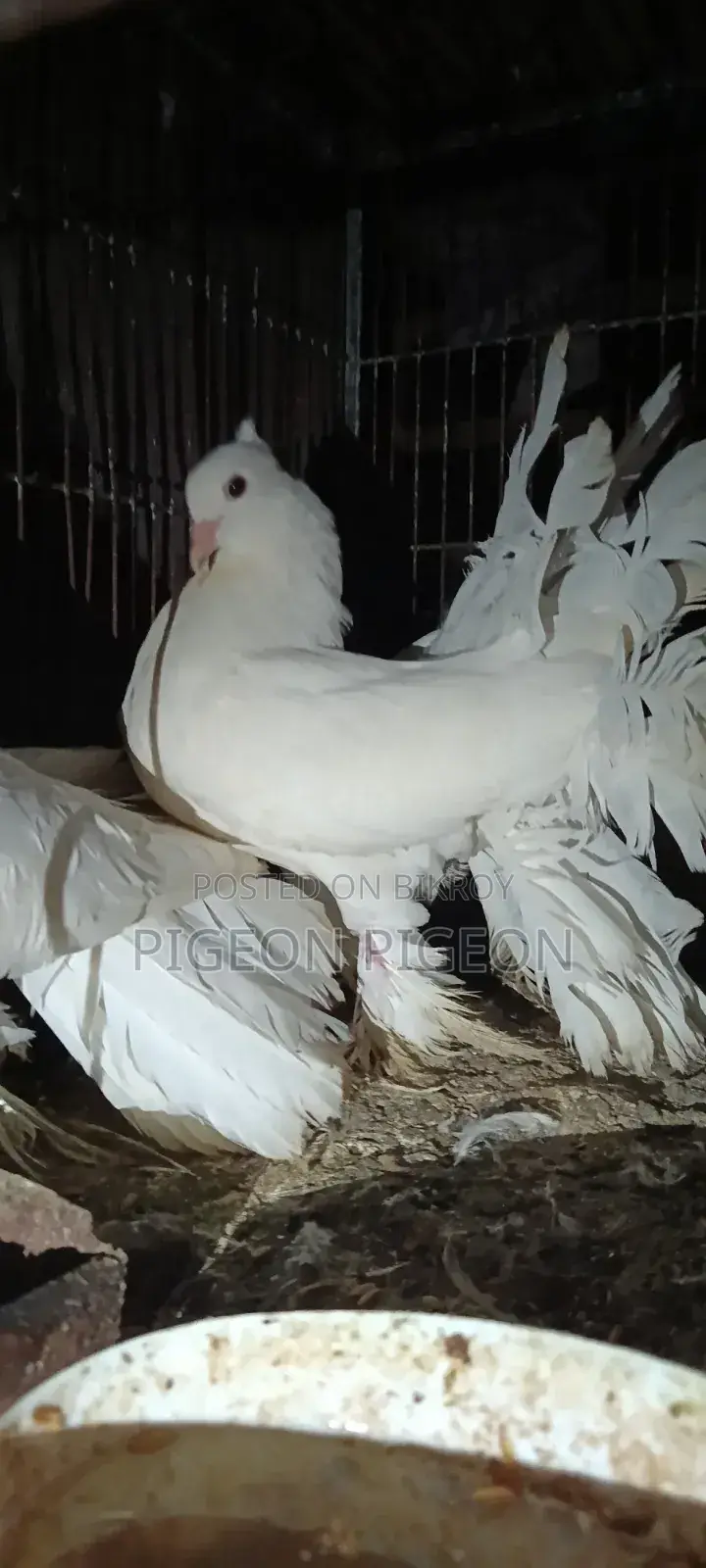 Lokkha Pigeon