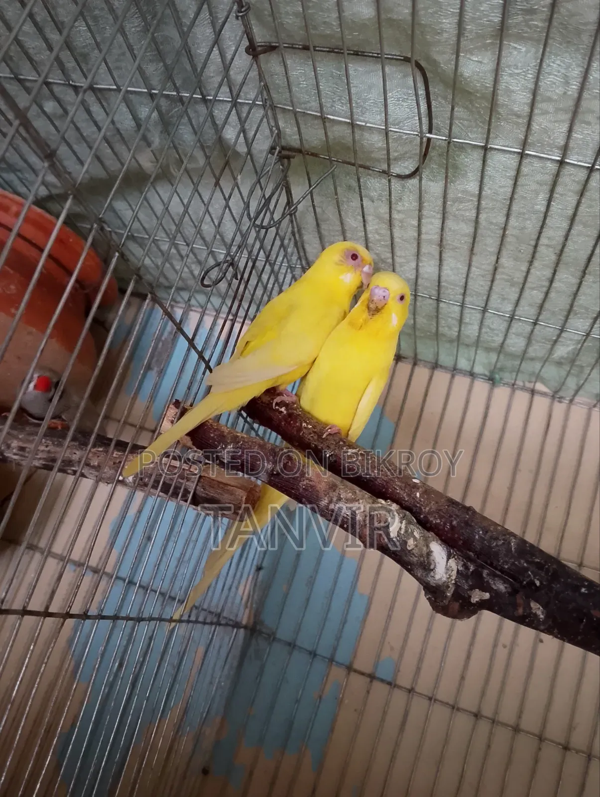 লুটিনো রেড আই বাজিগর বাচ্চা সহ