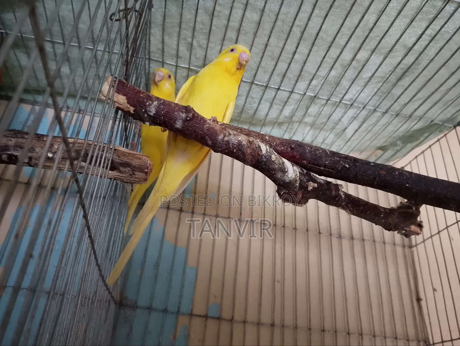 লুটিনো রেড আই বাজিগর বাচ্চা সহ
