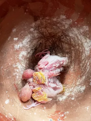 লুটিনো রেড আই বাজিগর বাচ্চা সহ