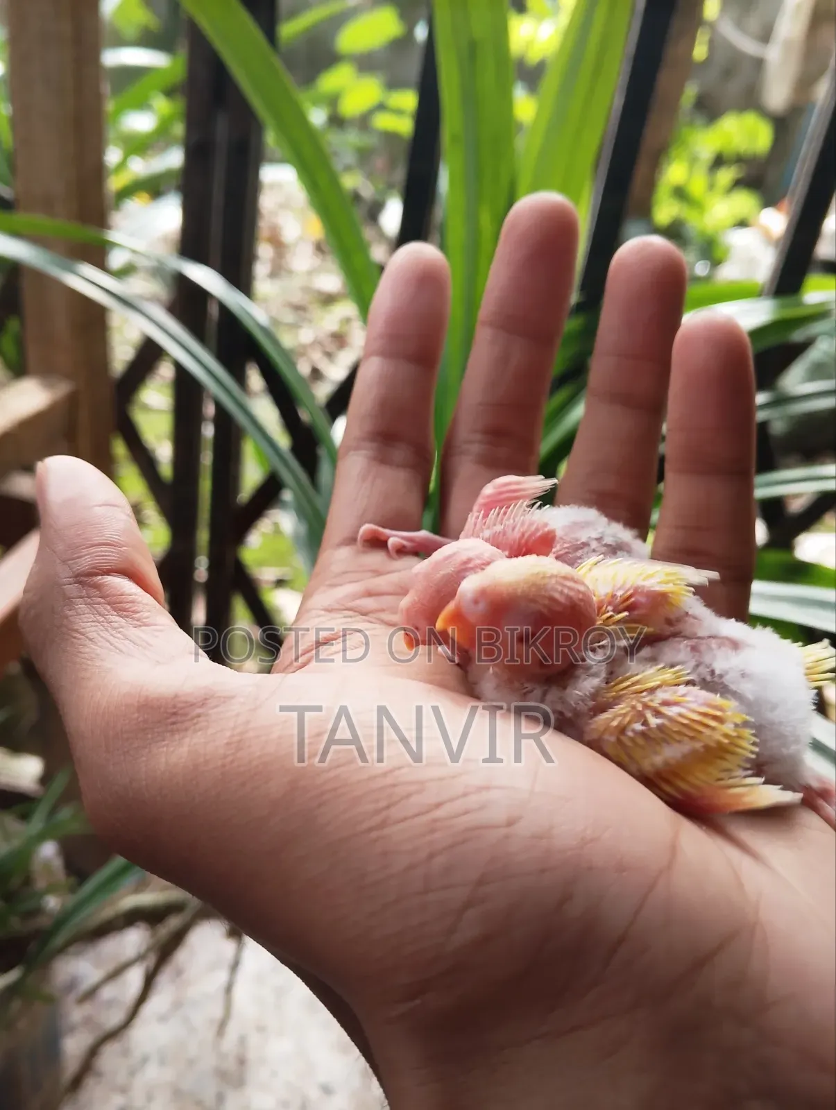 লুটিনো রেড আই বাজিগর বাচ্চা সহ