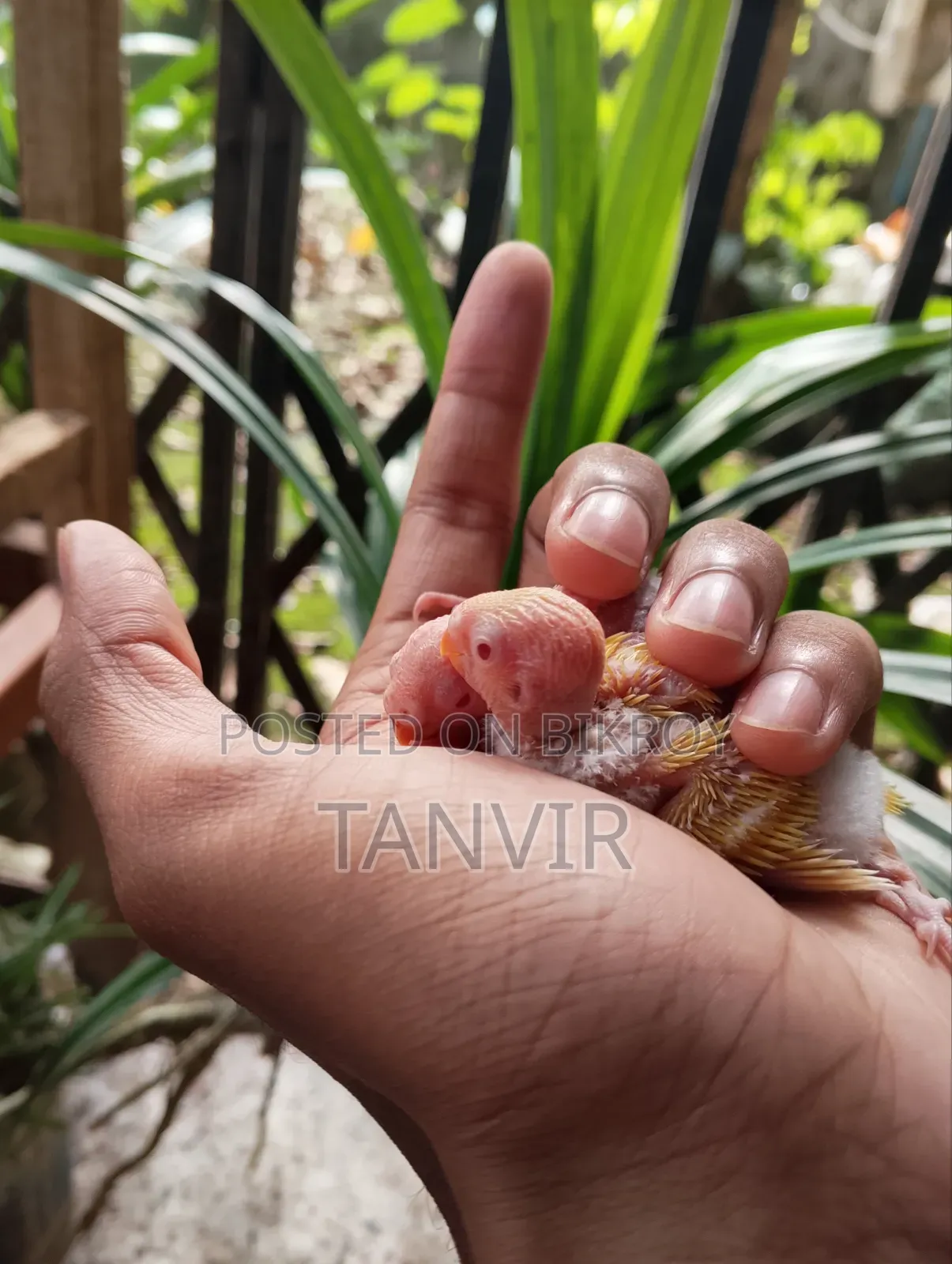 লুটিনো রেড আই বাজিগর বাচ্চা সহ