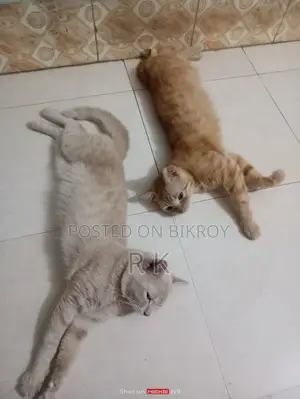 3-6 months Male Mixed Breed Persian