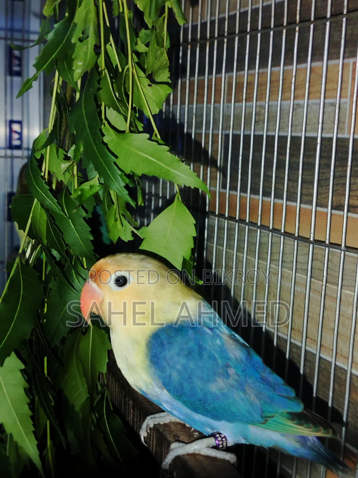 Df Violet Parblue