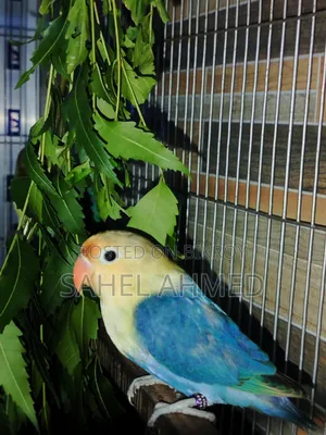 Df Violet Parblue