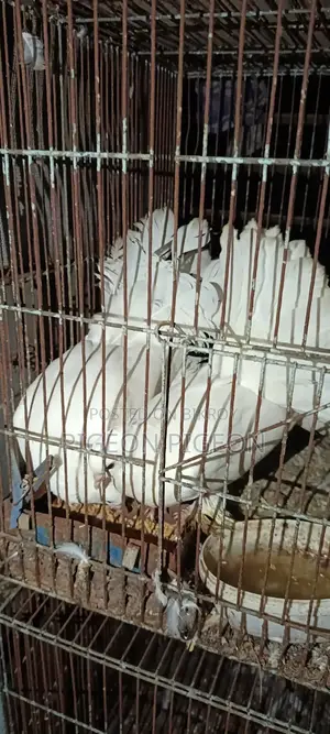 Lokkha Pigeon