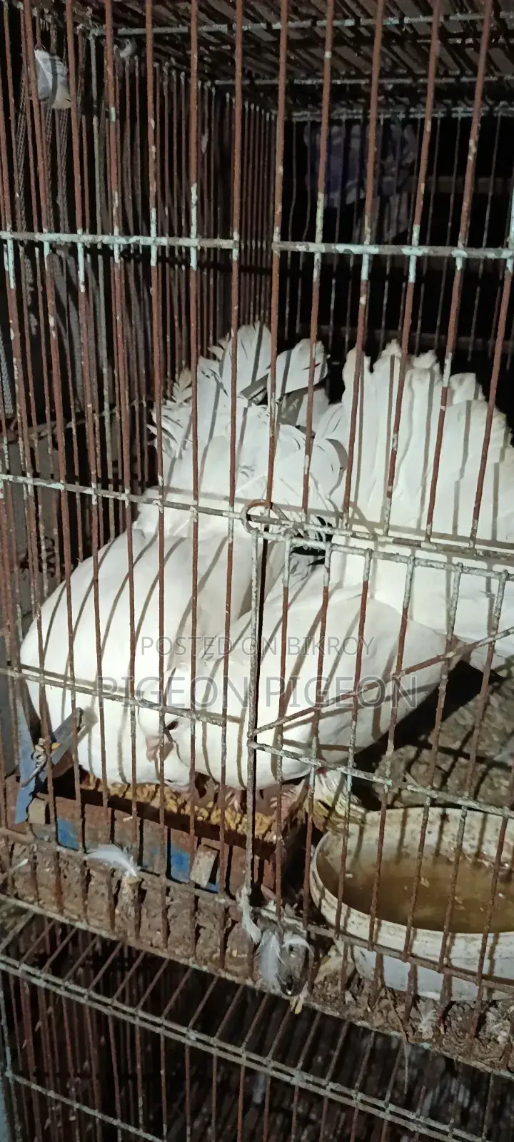 Lokkha Pigeon