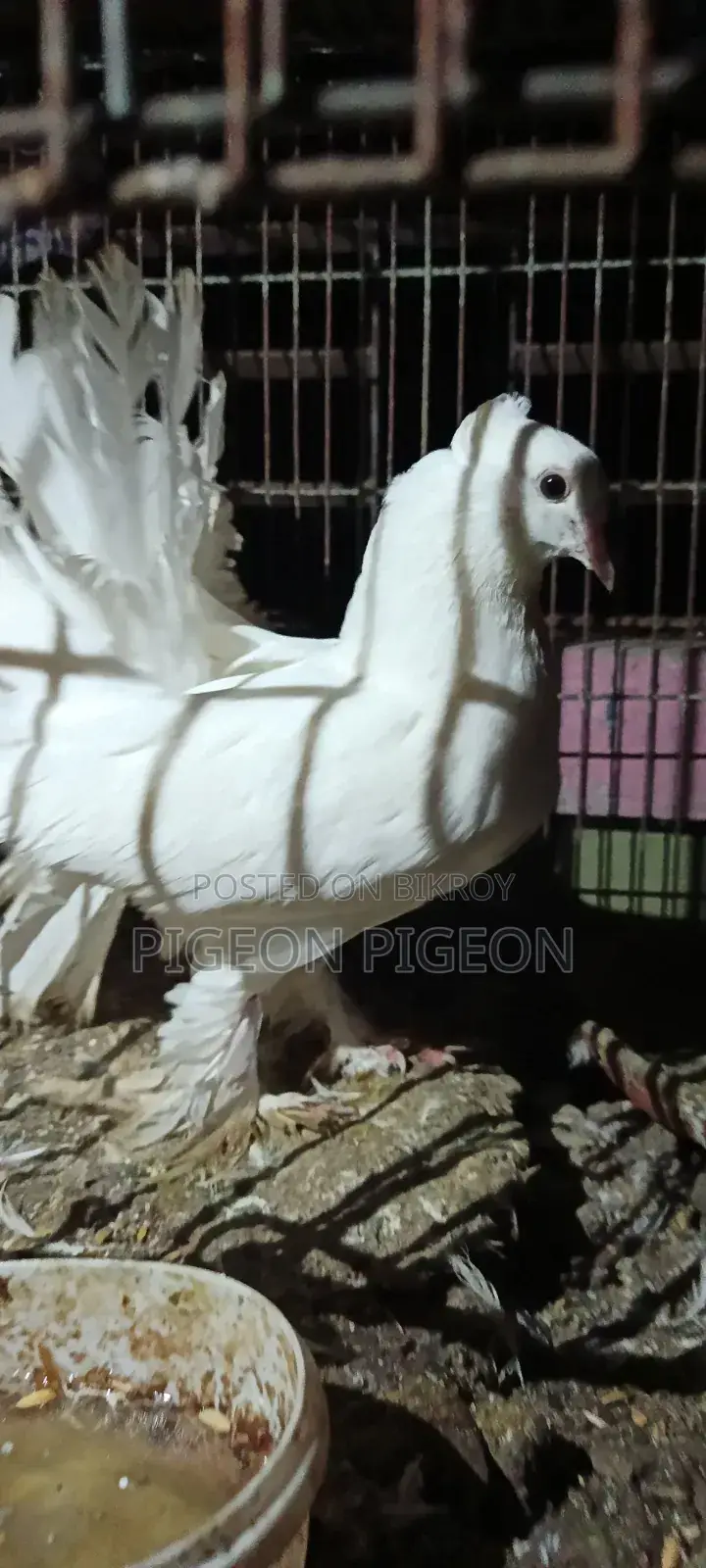 Lokkha Pigeon