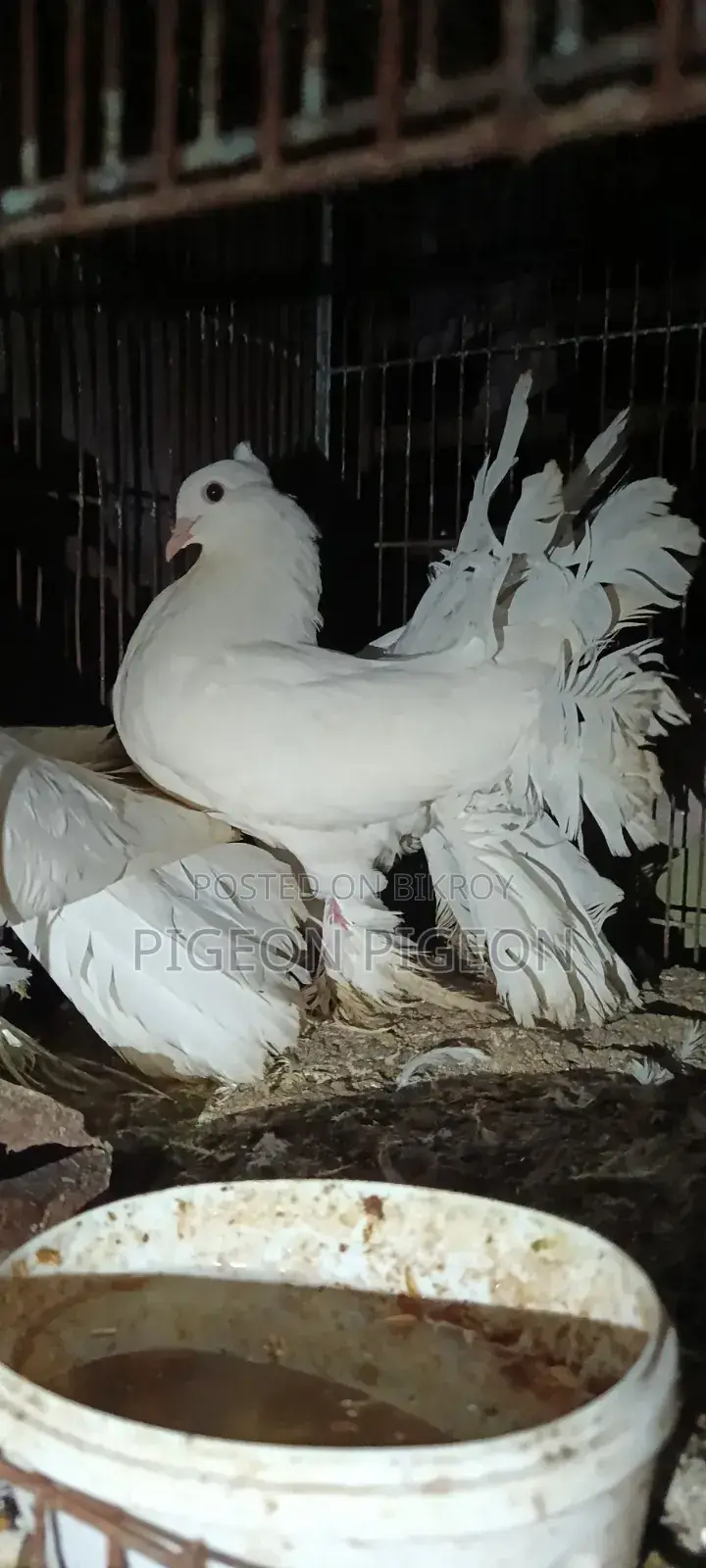 Lokkha Pigeon
