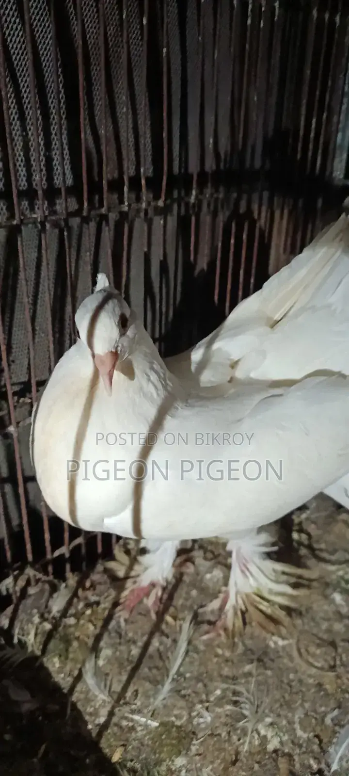 Lokkha Pigeon