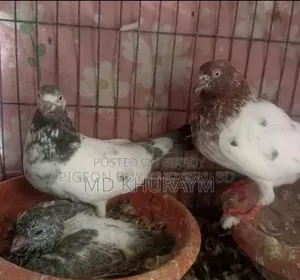 গিরিবাজ কবুতর