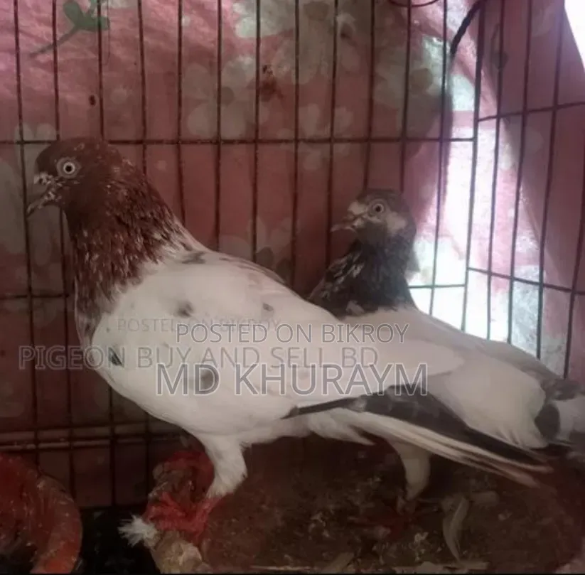 গিরিবাজ কবুতর