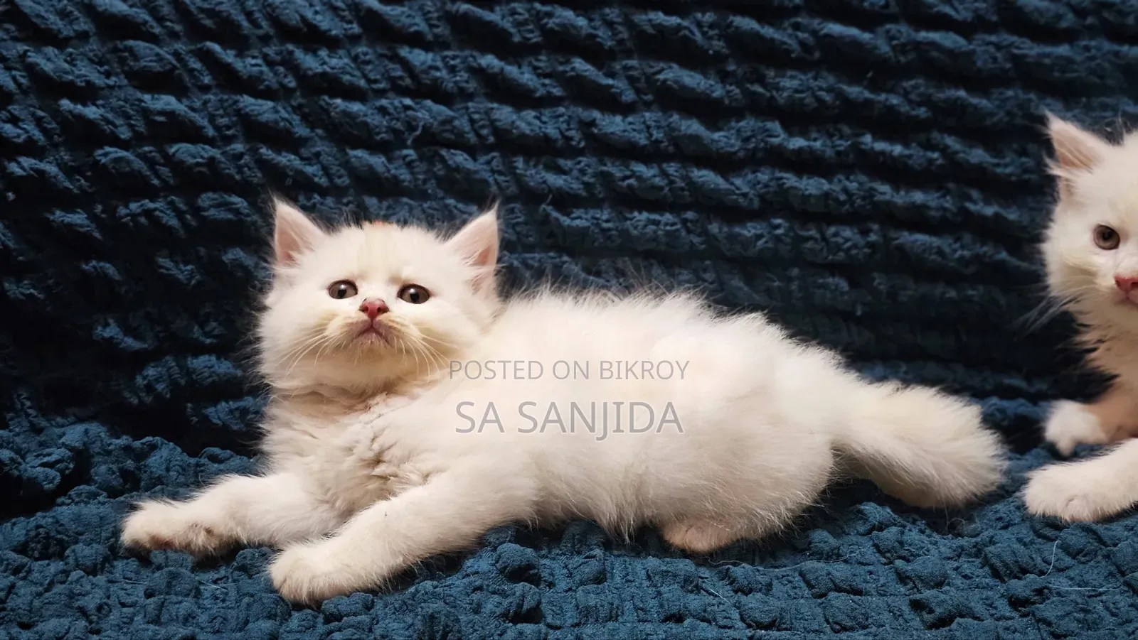 1-3 months Male Purebred Persian