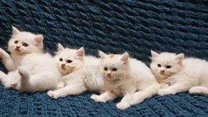 1-3 months Male Purebred Persian
