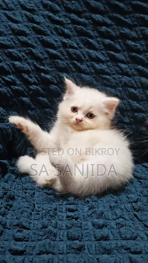 1-3 months Male Purebred Persian
