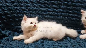 1-3 months Male Purebred Persian