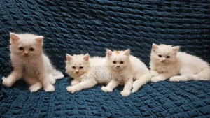 1-3 months Male Purebred Persian