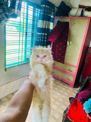 3-6 months Male Purebred Persian