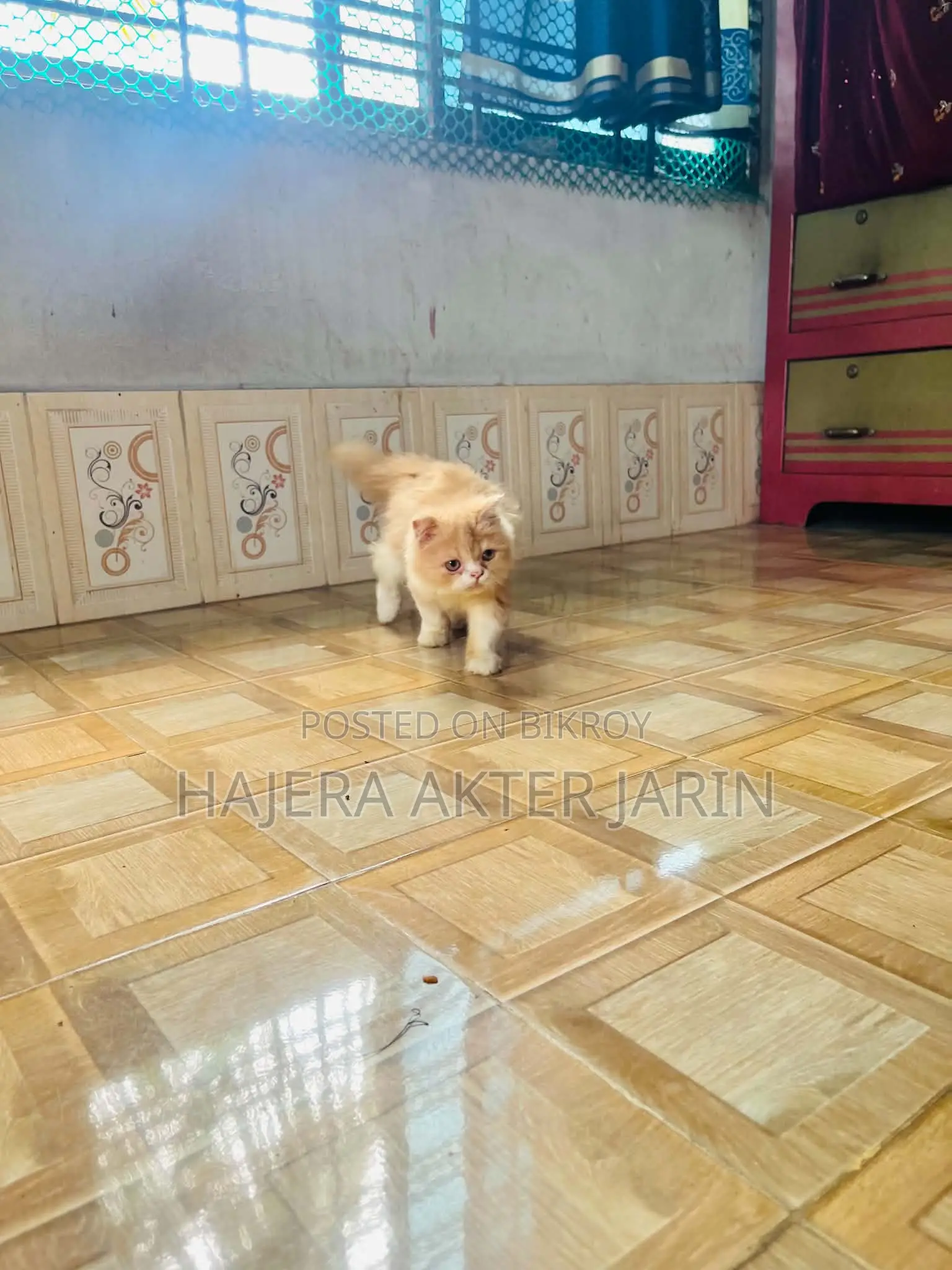 3-6 months Male Purebred Persian