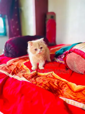 3-6 months Male Purebred Persian