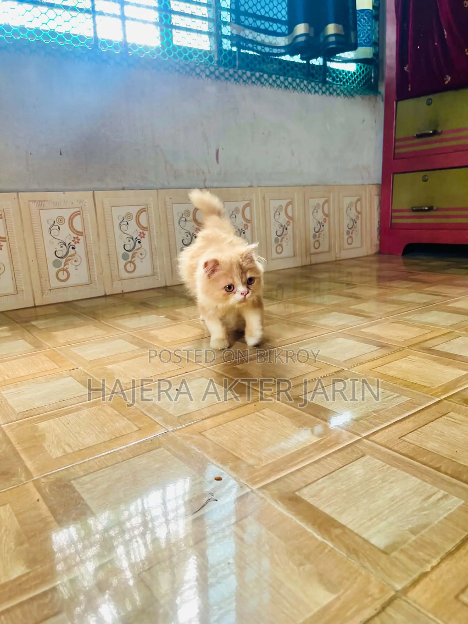 3-6 months Male Purebred Persian