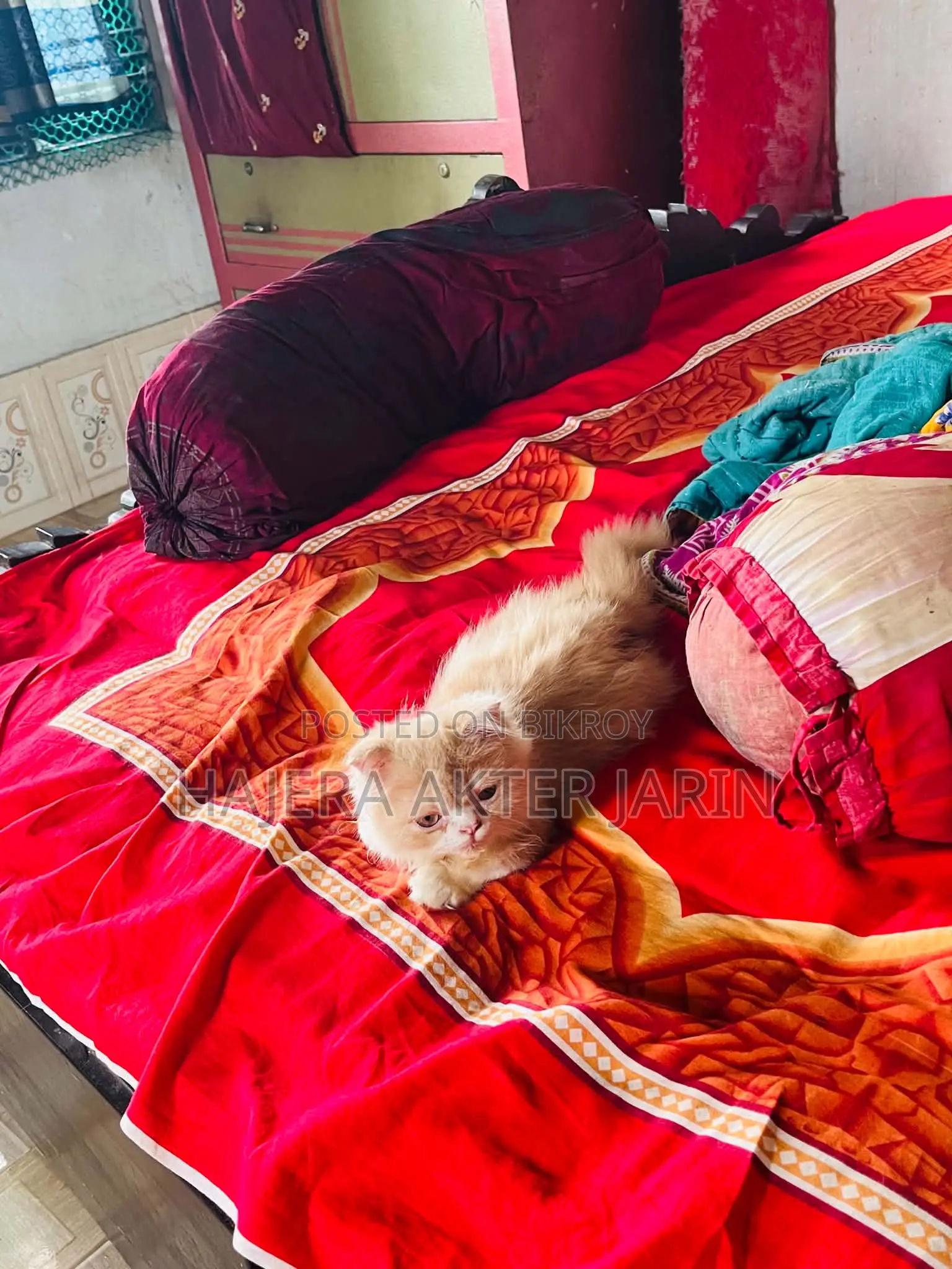 3-6 months Male Purebred Persian