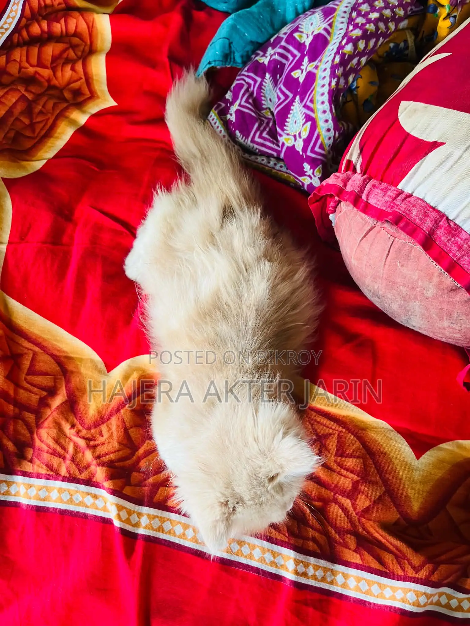 3-6 months Male Purebred Persian