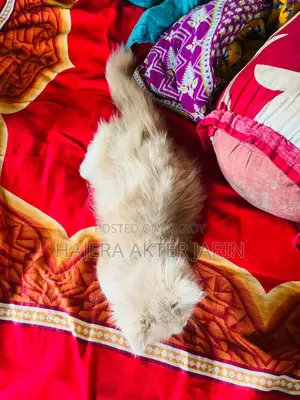3-6 months Male Purebred Persian