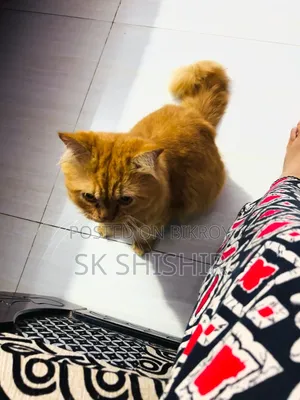 6-12 months Male Purebred Persian