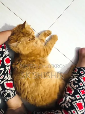 6-12 months Male Purebred Persian