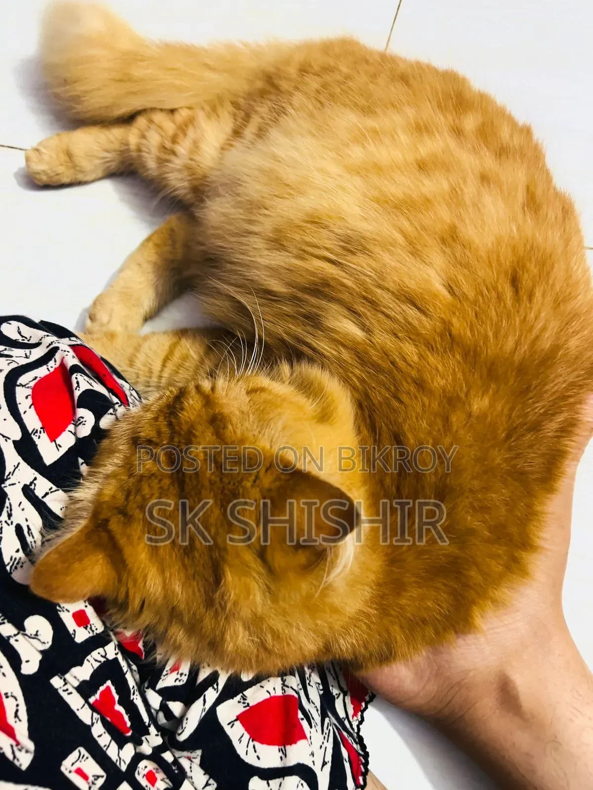 6-12 months Male Purebred Persian