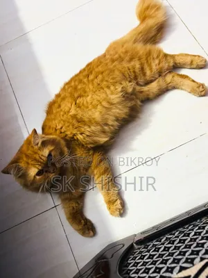 6-12 months Male Purebred Persian