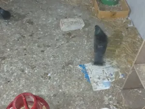 ডাকচেকার রেছার