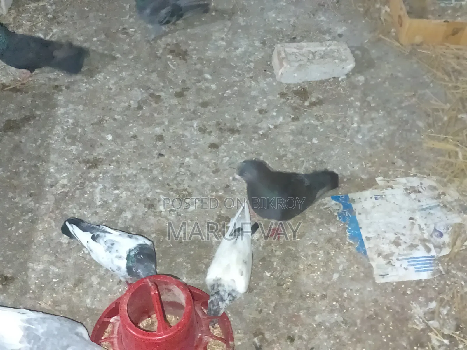 ডাকচেকার রেছার