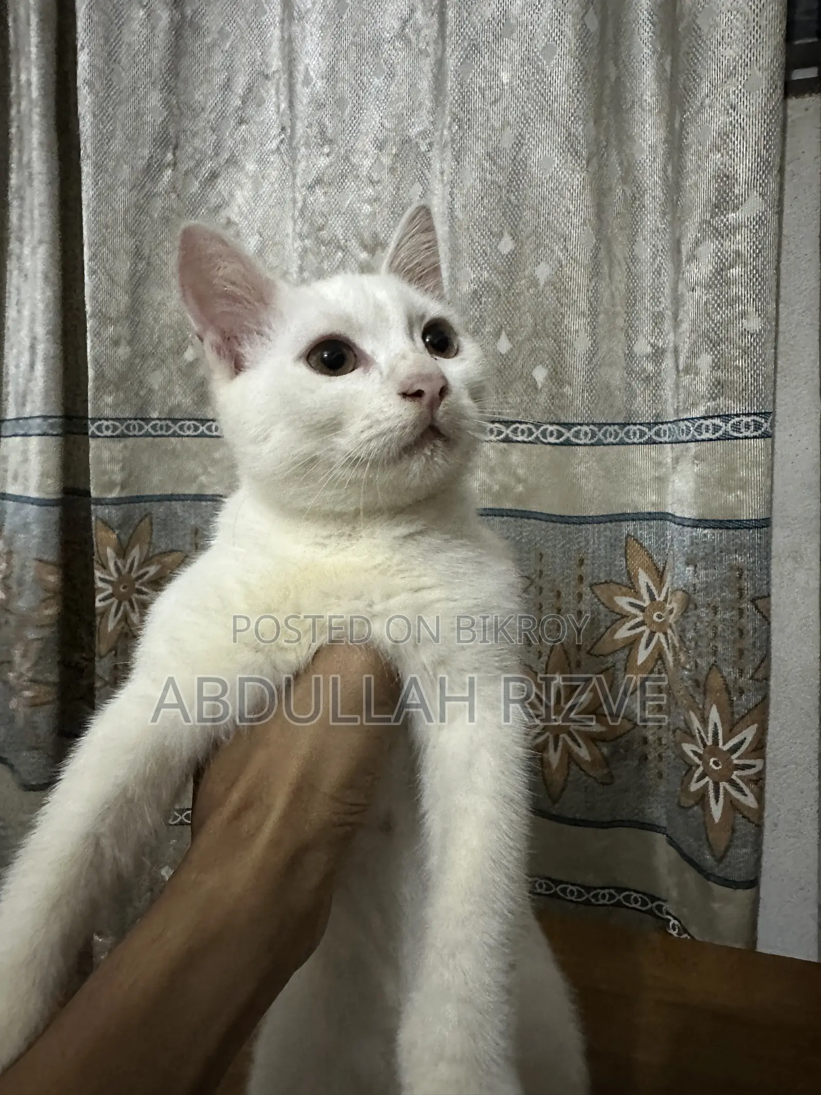 1-3 months Female Mixed Breed Persian