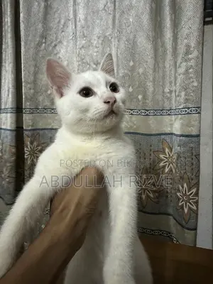 1-3 months Female Mixed Breed Persian