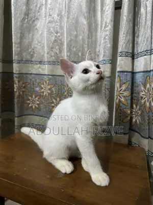 1-3 months Female Mixed Breed Persian
