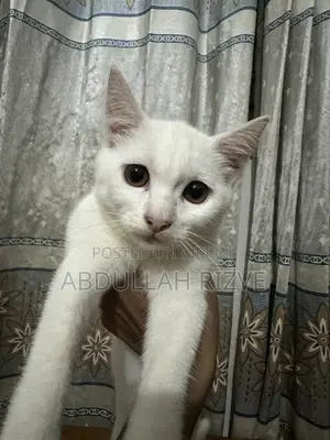1-3 months Female Mixed Breed Persian
