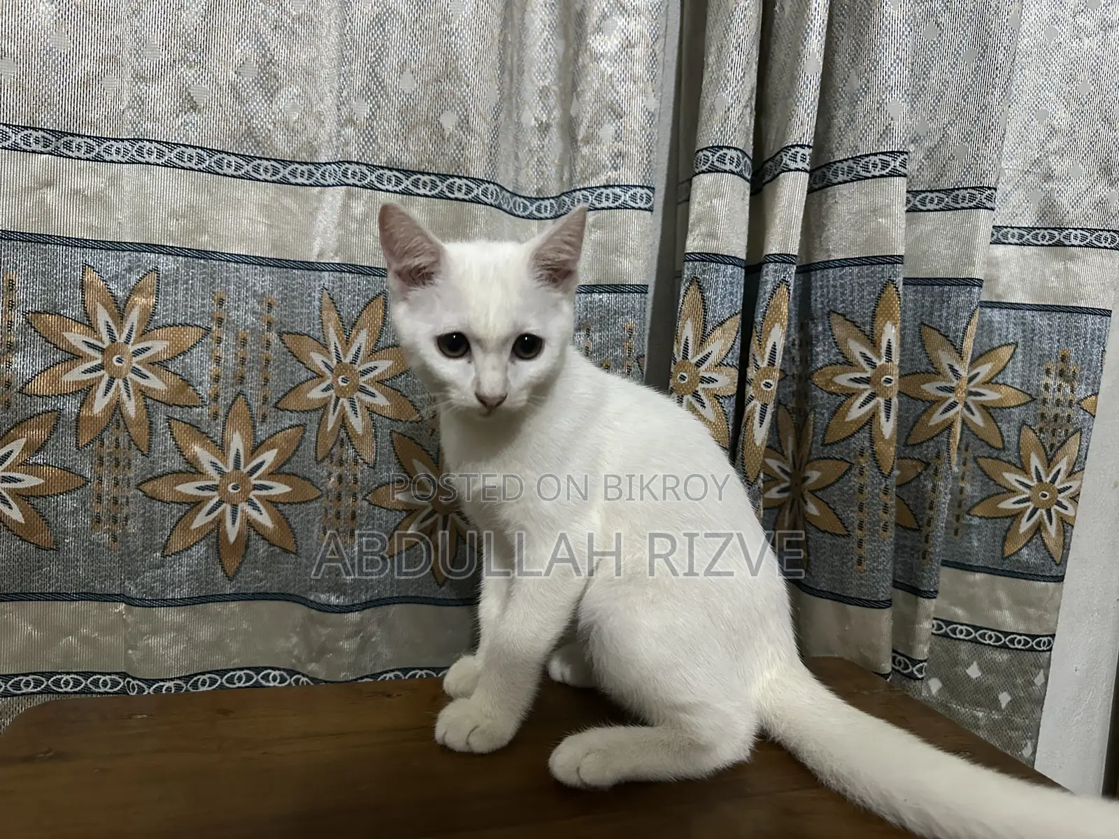 1-3 months Female Mixed Breed Persian