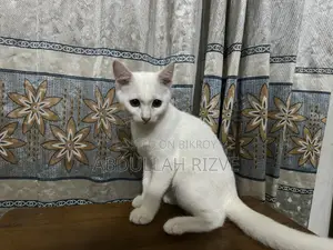 1-3 months Female Mixed Breed Persian