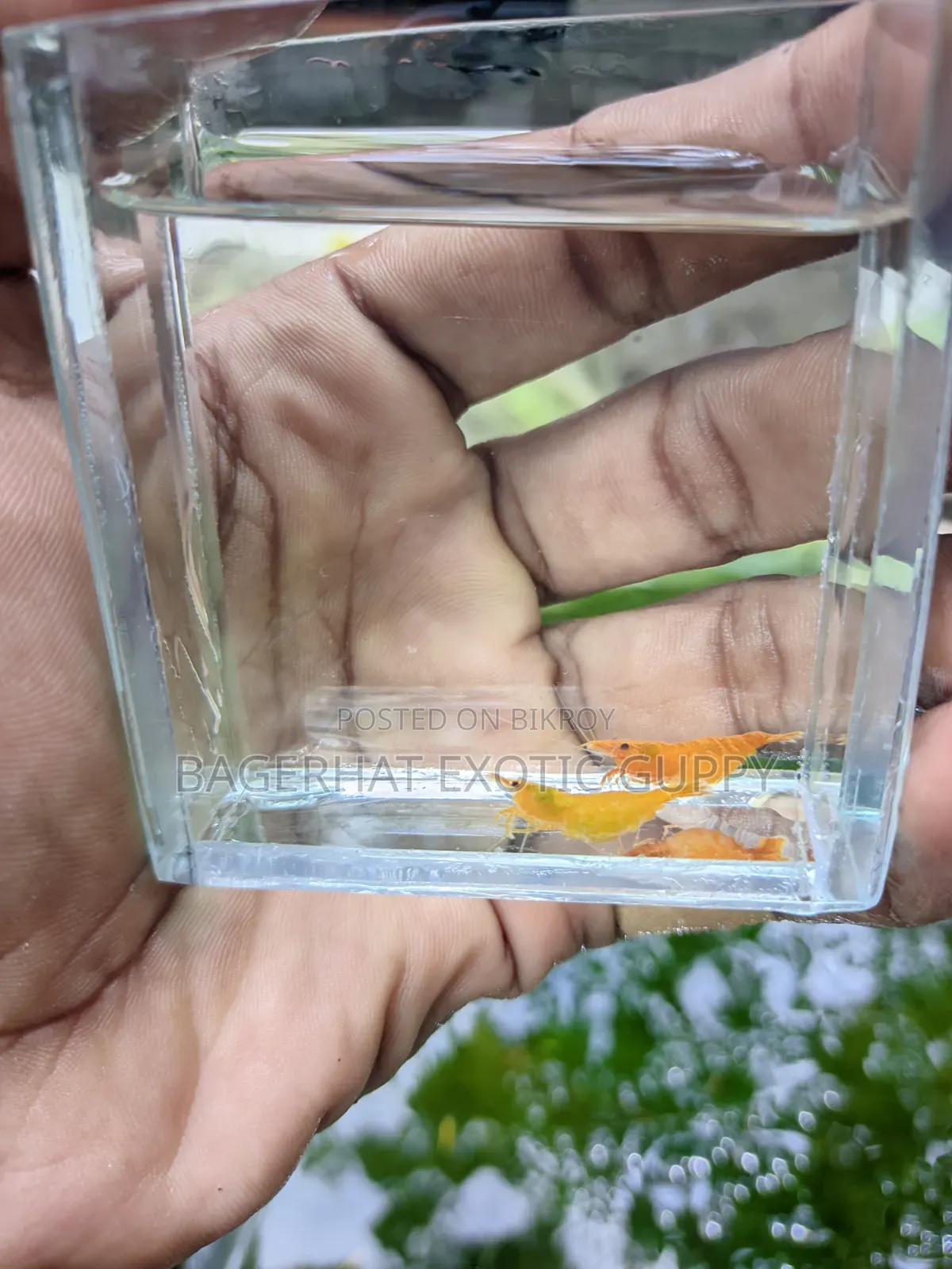 গোল্ডেন শ্রিম্প