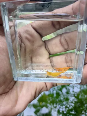 গোল্ডেন শ্রিম্প