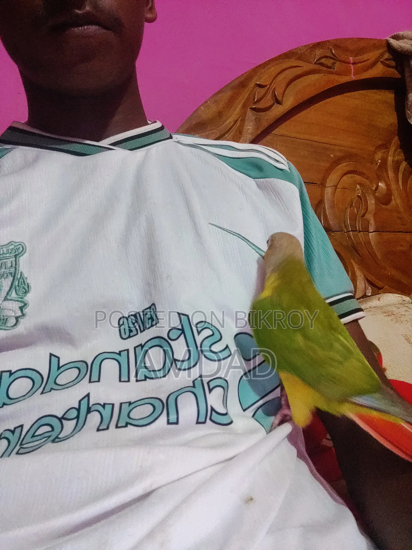 Half Tame Pineapple Conure Bird Price Not Fixed
