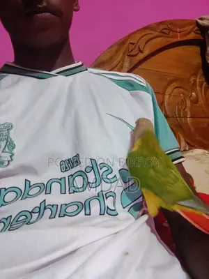 Half Tame Pineapple Conure Bird Price Not Fixed