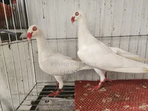 White Danish Running Pair (Pakistani)
